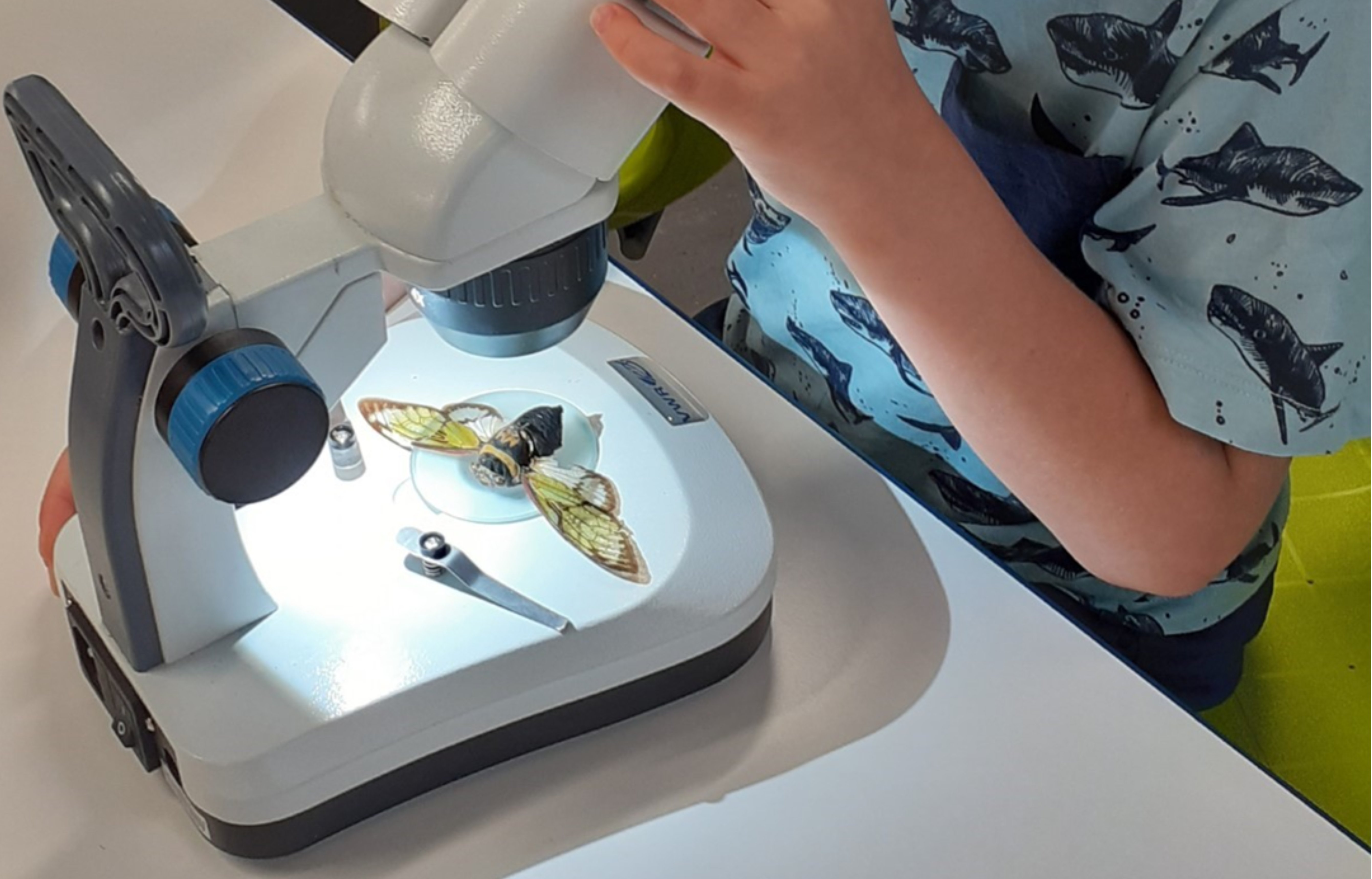 Mukkulan eskarin oppija mikroskopoi isoa hyönteistä.